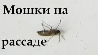 Мошки на рассаде, мушки на рассаде,