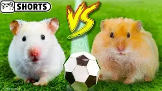 ⚽ Хомяки в футболе: Рэмбо против Клауда #Shorts ⚽ Хомура Хам