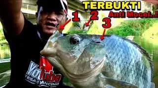 Terbukti Rangkaiyan Tiga Mata kail Anti Mocel Mancing ikan Nila Babon liar di sungai umpan Lumut