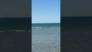 Дельфин шалит в Анапе😄 