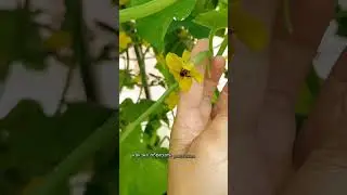 Не растут огурцы.Что делать?
