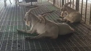Bon SC Safkan Saanen Keçi Çiftleşme