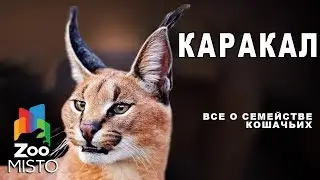 Каракал - Все о виде млекопитающего  | Семейство кошачьих  каракал