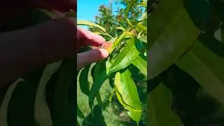 Наш сад на Кубани
