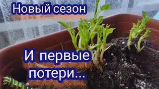 Вегетативные георгины... Попытка хранения провалилась 😔