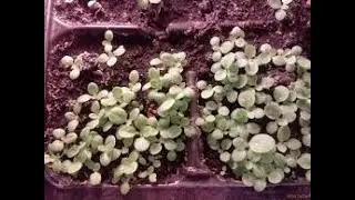 Табак/Посев/Всходы/Уход/Подкормки.Tobacco / Sowing / Seedlings / Care / Top dressing.Tabak / Aussaat