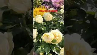 Пион Лемон Шифон 🌟🌟🌟