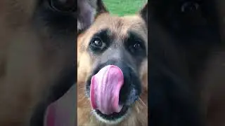 Немецкая овчарка смотрит в душу!
