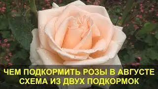 Чем Подкормить Розы в Августе - Лучшая Схема из Двух Подкормок