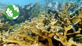 Jewels of the Sea: How to Protect Climate Resilient Reefs