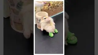 Прежде чем завести хомяка, посмотри это видео