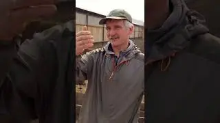 Как фермеру не продали коров 