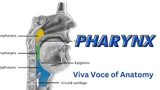 pharynx 2 ( Oropharynx & Laryngopharynx ) |  Parts | Relations | Applied Anatomy