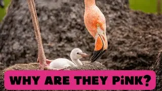 Flamingos! Different shades of pink—same magic view! Incredible, Intelligent Birds!