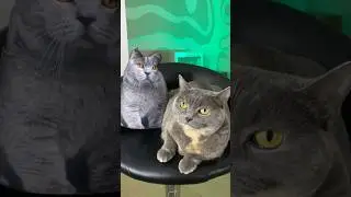 ЧТО ВНУТРИ АНТИСТРЕССОВ?😱 