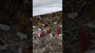 Успеть до распускания листьев. Очень холодно, но мы черенкуем. 