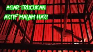 Suara burung trucukan aktif malam hari