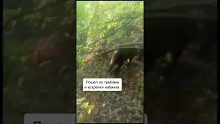 Пошел по грибы и встретил кабанов #кабан #тепловизор #nighthunter  #охота #грибы #случай