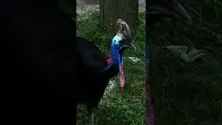 Cassowary emit a low frequency sound we can hardly hear!  