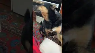 Не дали творогов - обиделась🙈 