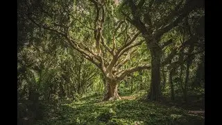 Пение птиц , звуки леса