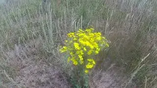 Неизвестный аул в Таврическом районе Омской области/An unknown aul in the  Omsk region