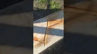 Медицинская поилка для пчёлок.