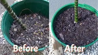 Repotting A Palm Tree