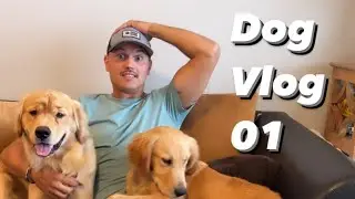 APARTMENT LIFE WITH 2 DOGS | Dog Vlog 01