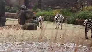 FREE HD STOCK FOOTAGE! Zebra calfs gallop and frolick in the Berlin Zoo