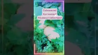 АБЫЕМ ҮСТЕРГӘН КАБАКЛАР! КҮЗ ТИМӘСЕН! РӘХМӘТ СИҢА, АБЫЙ! SHORTS