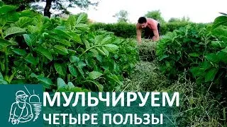 Mulching During the Cultivation of Potatoes