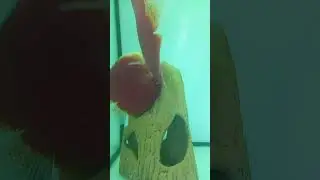 дискусы . разведение.