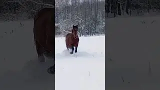 ЛОШАДКИ ЗИМОЙ/ HORSES IN WINTER 