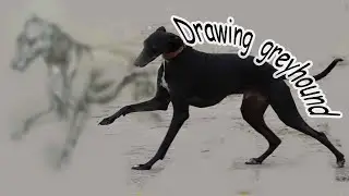 Greyhound free hand sketch #art #sketching