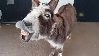 The Funniest Animal Videos 2024 are here to make you LAUGH 😁