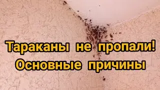 Тараканы не пропали! Основные причины!