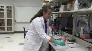 Electrophoresis: Preparing a 1% Agarose Gel