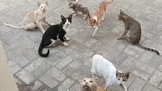 Funniest Cats Clips 2025 Part 6 😺🐈😺 | Funny cat videos 2025 | Funny cat videos
