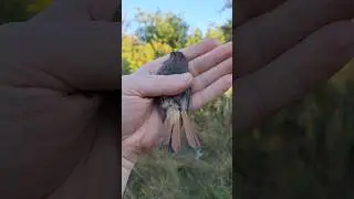 Обзор ГОРИХВОСТКА - ЧЕРНУШКА 🐦🐦🐦