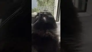 #cute #music #cat #любовь #love #топ