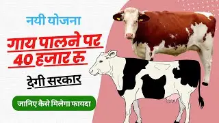 नन्द बाबा दुग्ध मिशन के तहत प्रदेश सरकार लाई स्वदेशी गो-संवर्धन योजना