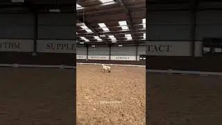 mini shetland foal zoomies