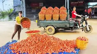 Use Truck To Harvesting Tons Of Burmese Grapes (Dâu Da) Fruit Goes To Sell At Market