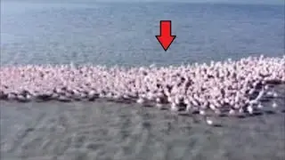 The drone captured something that no one should have seen, something that only happens once in a lif