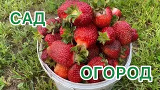 Не потопаешь 👣 не полопаешь 🍓сад#огород