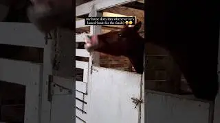 This horse needs a hobby 🤣
