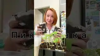 Пикировка томатов