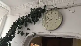 Комнатные цветы на кухне.Обзор цветов.