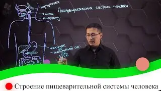 Строение пищеварительной системы человека. 8 класс.